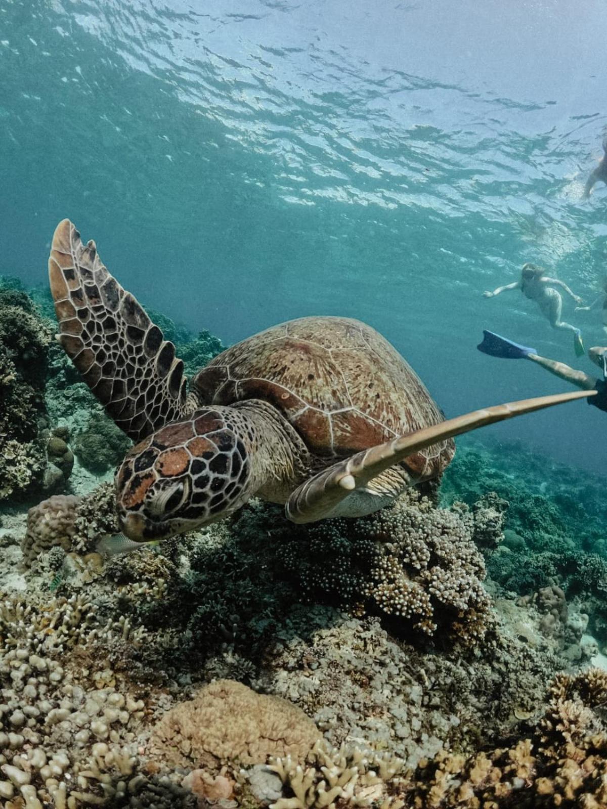 Tipsea Turtle Gili Air Exterior foto